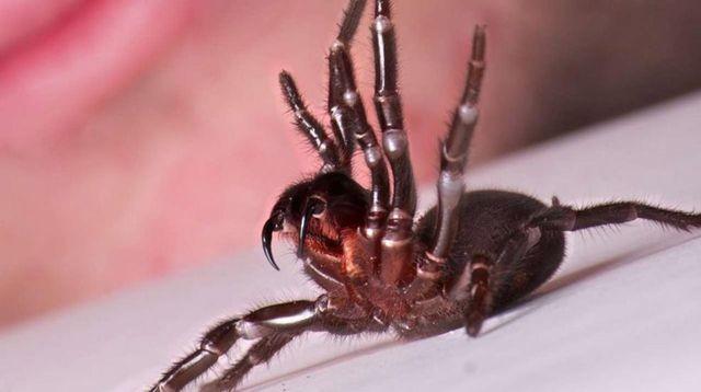 世界上最毒的十种动物，排第一你想不到