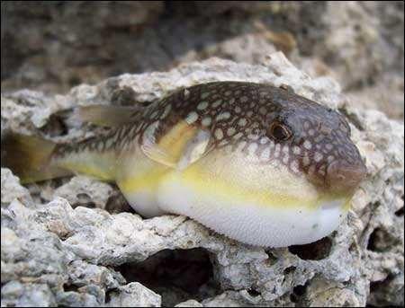 世界上最毒的十种动物，排第一你想不到