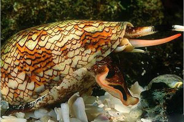 世界上最毒的十种动物，排第一你想不到