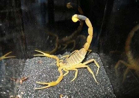 世界上最毒的十种动物，排第一你想不到