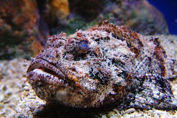 世界上最毒的十种动物，排第一你想不到