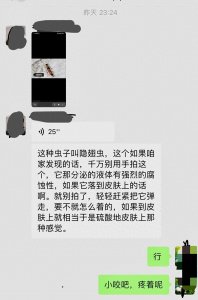 ​天津多地出现隐翅虫，大家遇到时，千万不要这样做