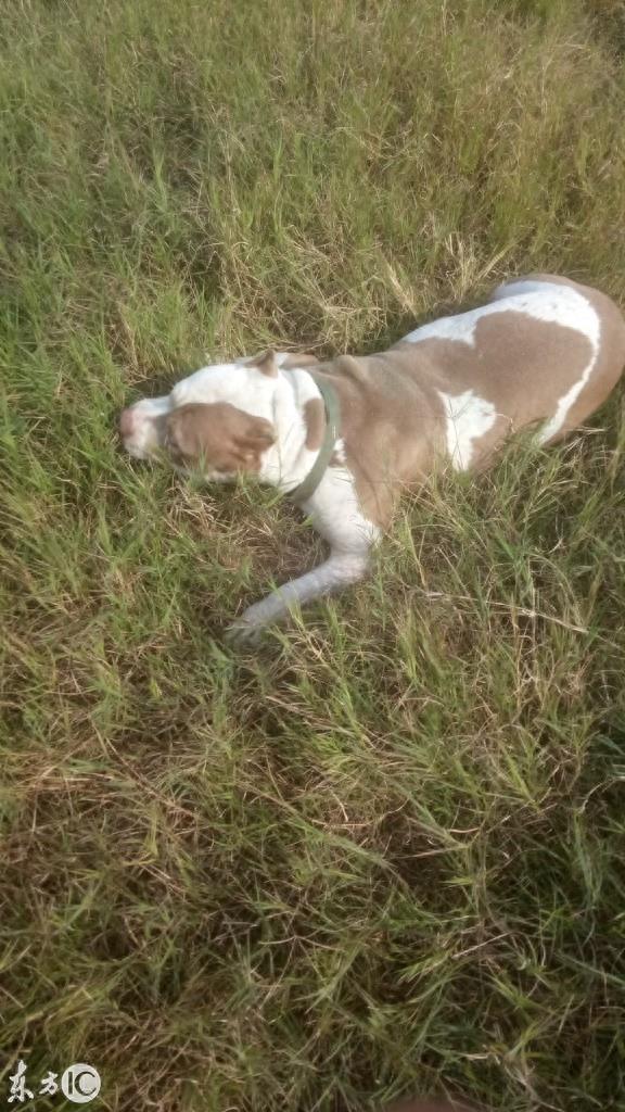 美国恶霸犬到底是怎样一种狗呢? 恶霸犬这个名字就知道不是普通狗