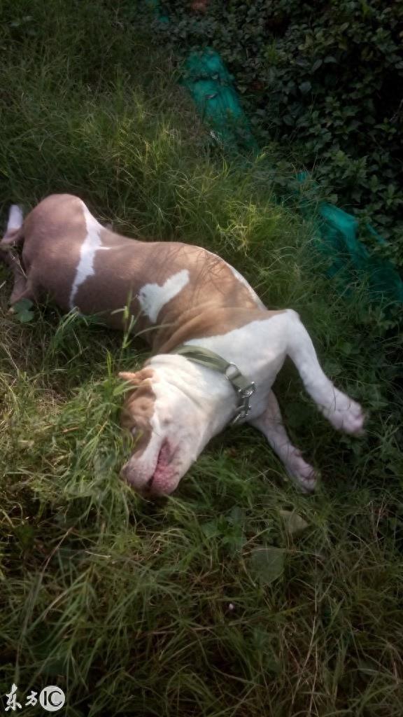 美国恶霸犬到底是怎样一种狗呢? 恶霸犬这个名字就知道不是普通狗