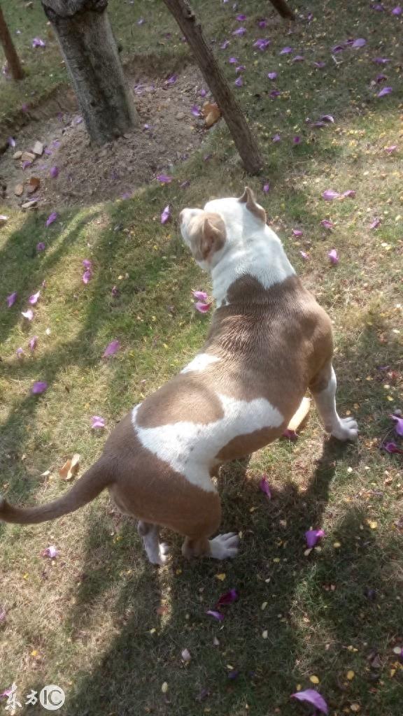 美国恶霸犬到底是怎样一种狗呢? 恶霸犬这个名字就知道不是普通狗