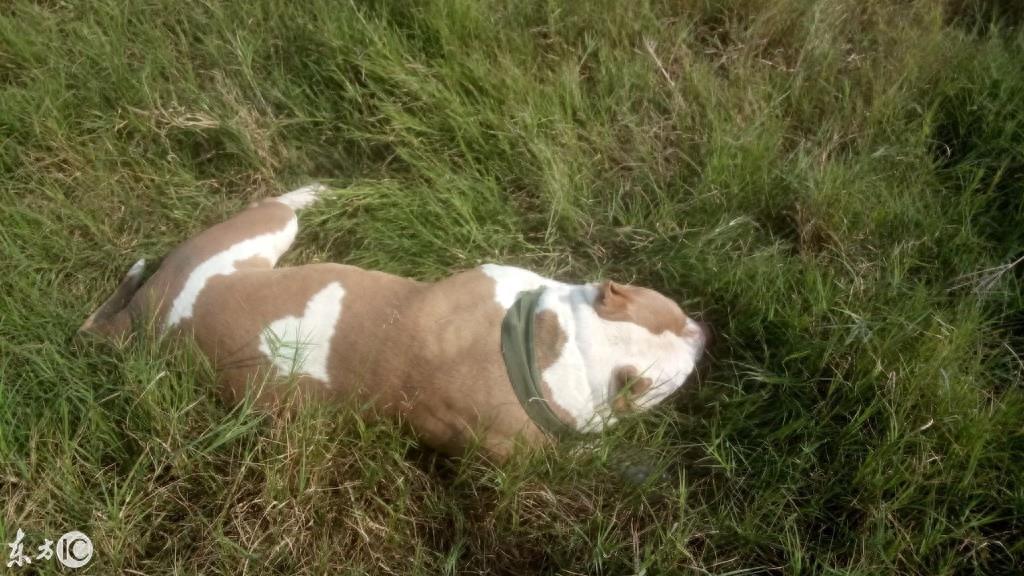 美国恶霸犬到底是怎样一种狗呢? 恶霸犬这个名字就知道不是普通狗