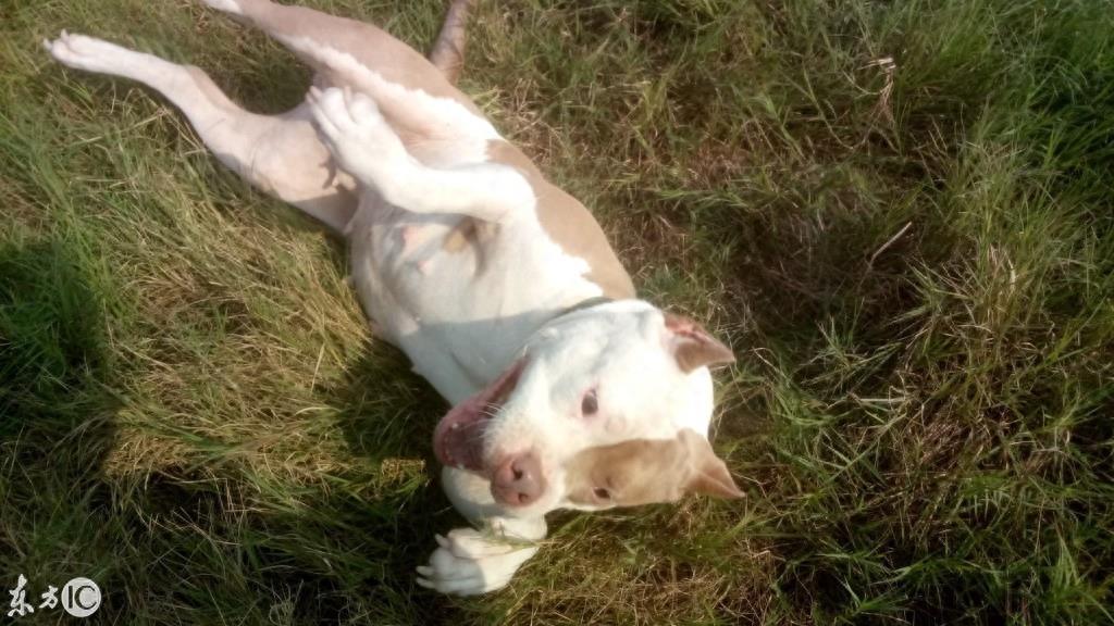 美国恶霸犬到底是怎样一种狗呢? 恶霸犬这个名字就知道不是普通狗