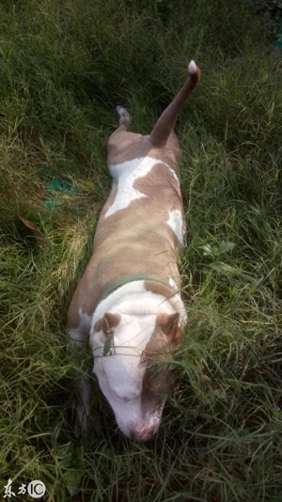 美国恶霸犬到底是怎样一种狗呢? 恶霸犬这个名字就知道不是普通狗