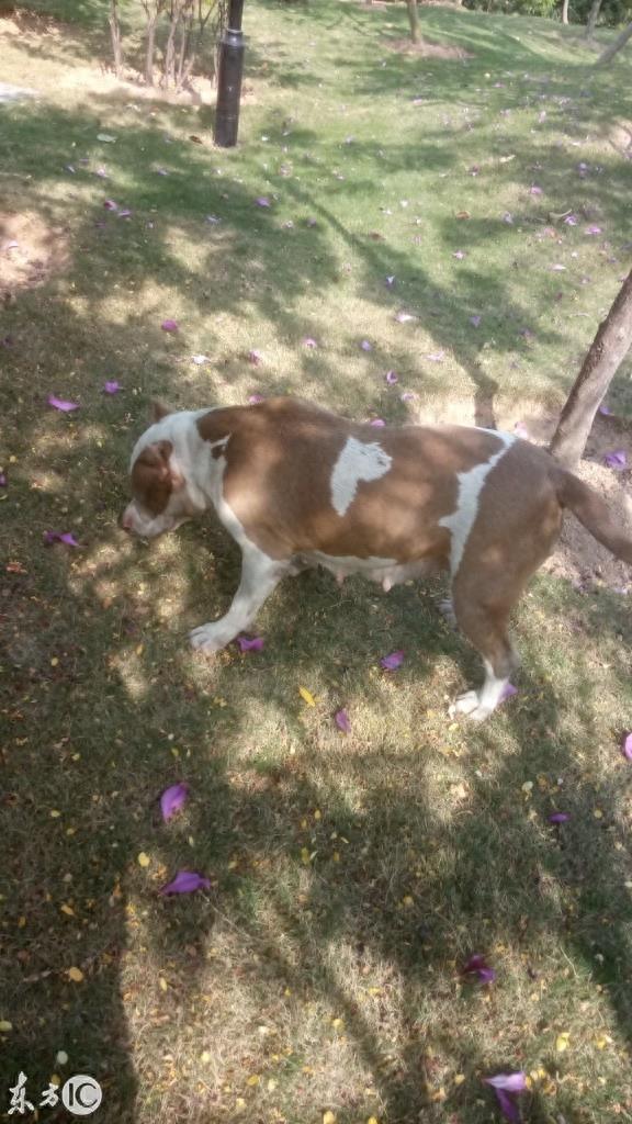 美国恶霸犬到底是怎样一种狗呢? 恶霸犬这个名字就知道不是普通狗