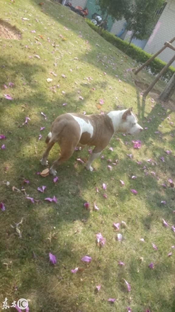 美国恶霸犬到底是怎样一种狗呢? 恶霸犬这个名字就知道不是普通狗