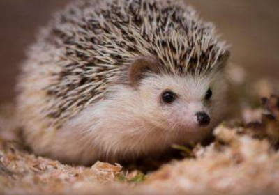 ​刺猬进宅的风水说法（民间刺猬进宅在风水有什么兆头）