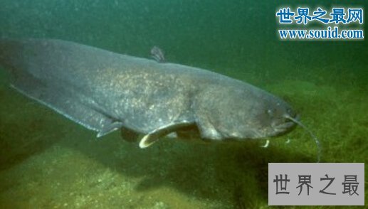 世界上最大的巨型哲罗鲑,长15米的湖怪(图片)
