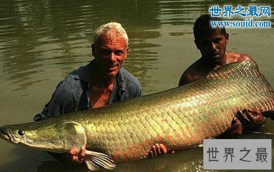 世界上最大的巨型哲罗鲑,长15米的湖怪(图片)