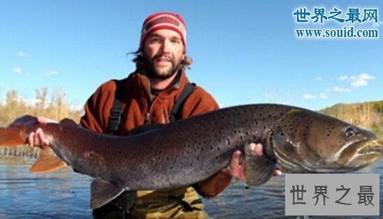世界上最大的巨型哲罗鲑,长15米的湖怪(图片)