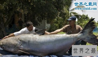 ​世界上最大的巨型哲罗鲑，长15米的湖怪(图片)