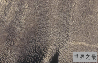 ​犀牛皮曾是历史上的战甲 就连步枪都难以打入体内