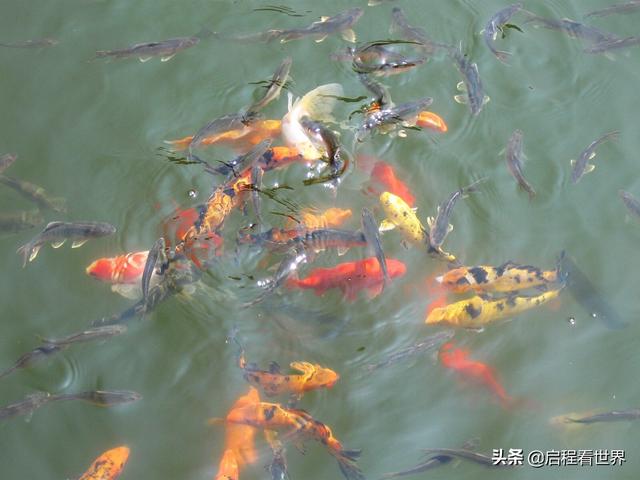 厦门五老峰旅游攻略（日行千里一睹闽西神山）(43)