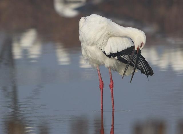 盐城市丹顶鹤自然保护区简介（探访江苏盐城丹顶鹤湿地保护区）(32)