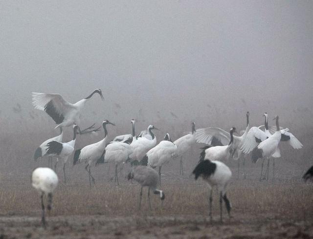 盐城市丹顶鹤自然保护区简介（探访江苏盐城丹顶鹤湿地保护区）(15)