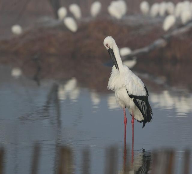 盐城市丹顶鹤自然保护区简介（探访江苏盐城丹顶鹤湿地保护区）(30)