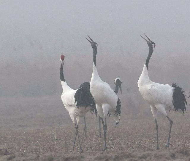 盐城市丹顶鹤自然保护区简介（探访江苏盐城丹顶鹤湿地保护区）(10)