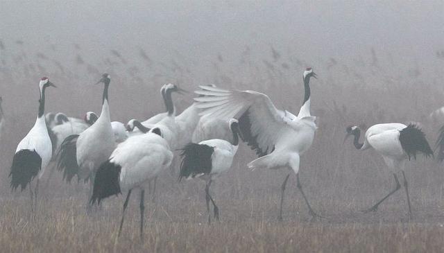 盐城市丹顶鹤自然保护区简介（探访江苏盐城丹顶鹤湿地保护区）(14)