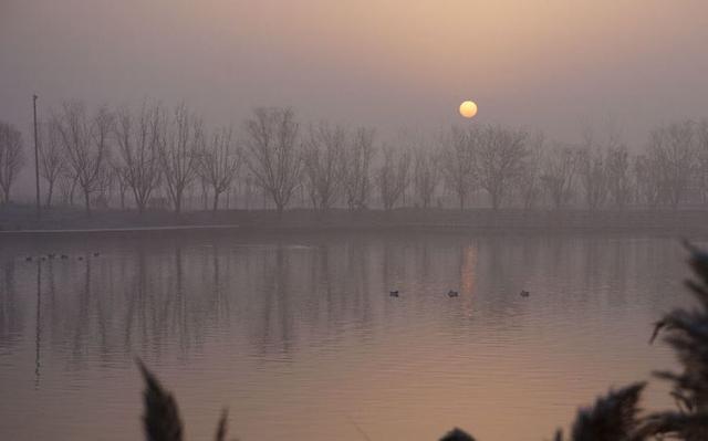 盐城市丹顶鹤自然保护区简介（探访江苏盐城丹顶鹤湿地保护区）(40)
