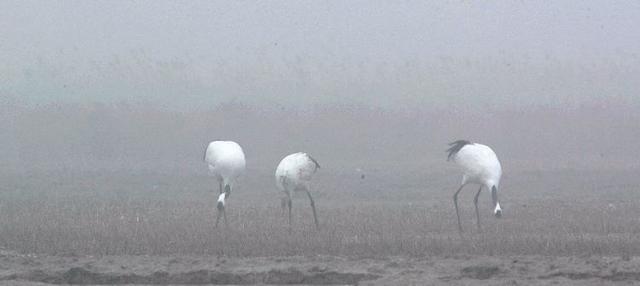 盐城市丹顶鹤自然保护区简介（探访江苏盐城丹顶鹤湿地保护区）(5)