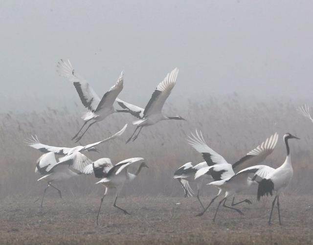 盐城市丹顶鹤自然保护区简介（探访江苏盐城丹顶鹤湿地保护区）(25)