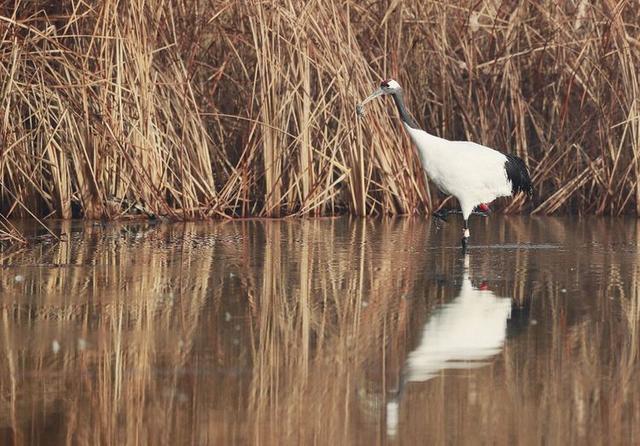 盐城市丹顶鹤自然保护区简介（探访江苏盐城丹顶鹤湿地保护区）(36)