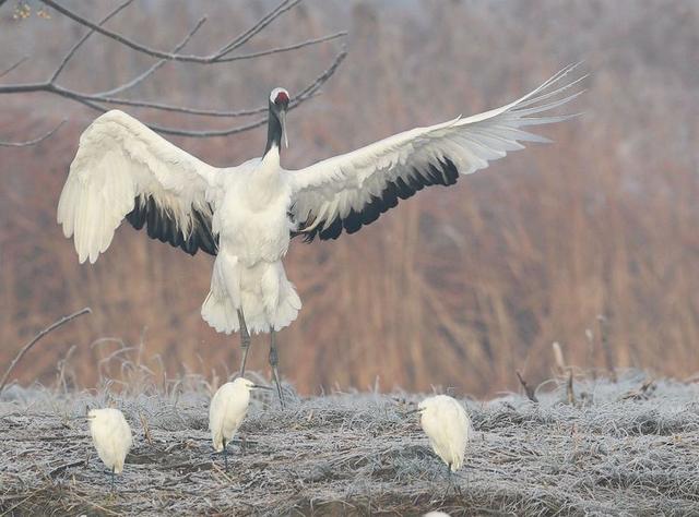 盐城市丹顶鹤自然保护区简介（探访江苏盐城丹顶鹤湿地保护区）(29)