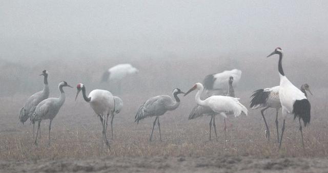 盐城市丹顶鹤自然保护区简介（探访江苏盐城丹顶鹤湿地保护区）(7)