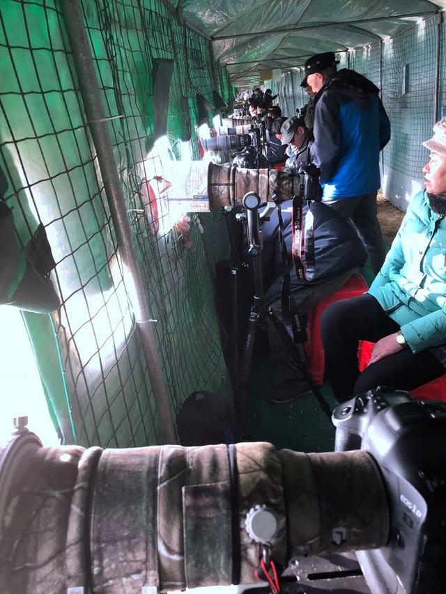 盐城市丹顶鹤自然保护区简介（探访江苏盐城丹顶鹤湿地保护区）(57)