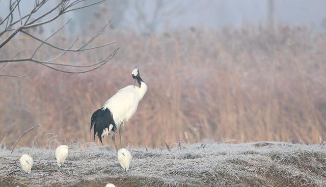 盐城市丹顶鹤自然保护区简介（探访江苏盐城丹顶鹤湿地保护区）(31)