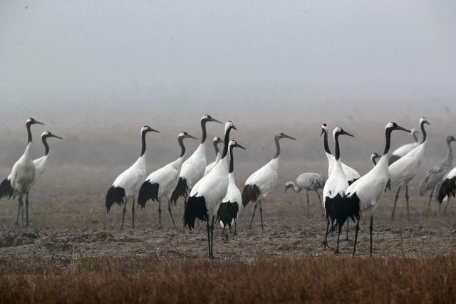盐城市丹顶鹤自然保护区简介（探访江苏盐城丹顶鹤湿地保护区）(21)