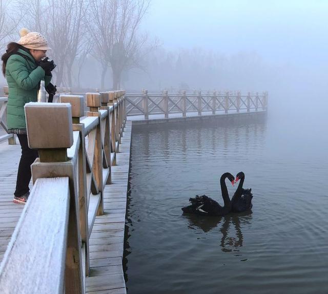 盐城市丹顶鹤自然保护区简介（探访江苏盐城丹顶鹤湿地保护区）(55)