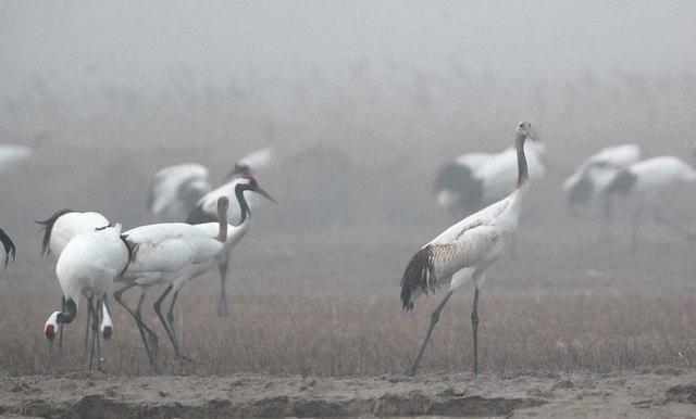盐城市丹顶鹤自然保护区简介（探访江苏盐城丹顶鹤湿地保护区）(12)