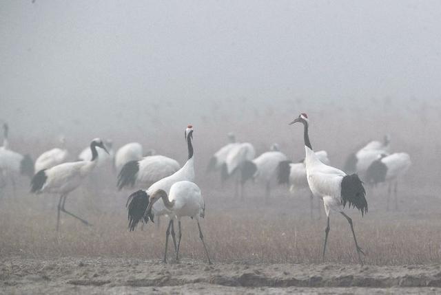 盐城市丹顶鹤自然保护区简介（探访江苏盐城丹顶鹤湿地保护区）(8)