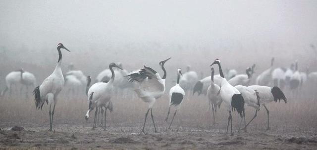 盐城市丹顶鹤自然保护区简介（探访江苏盐城丹顶鹤湿地保护区）(6)