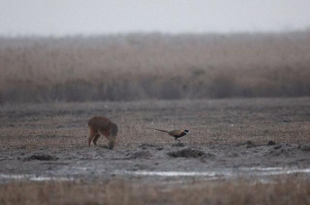 盐城市丹顶鹤自然保护区简介（探访江苏盐城丹顶鹤湿地保护区）(47)