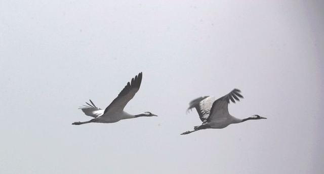 盐城市丹顶鹤自然保护区简介（探访江苏盐城丹顶鹤湿地保护区）(17)