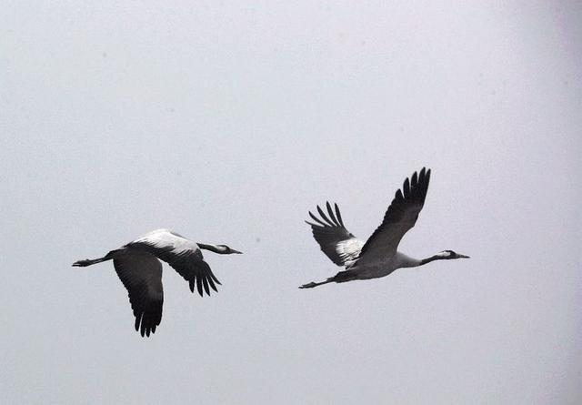 盐城市丹顶鹤自然保护区简介（探访江苏盐城丹顶鹤湿地保护区）(16)