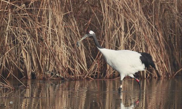 盐城市丹顶鹤自然保护区简介（探访江苏盐城丹顶鹤湿地保护区）(37)