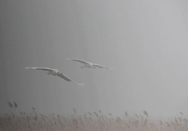 盐城市丹顶鹤自然保护区简介（探访江苏盐城丹顶鹤湿地保护区）(19)