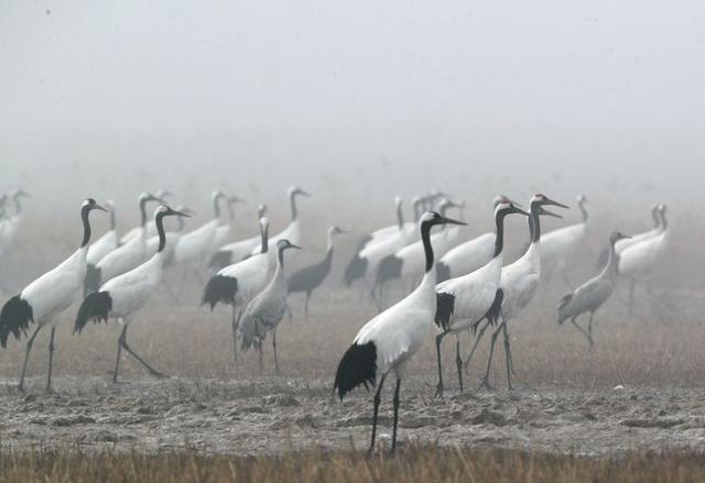 盐城市丹顶鹤自然保护区简介（探访江苏盐城丹顶鹤湿地保护区）(23)