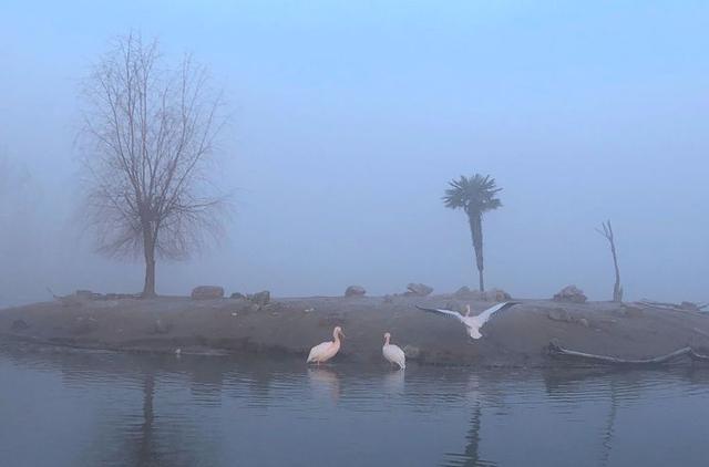 盐城市丹顶鹤自然保护区简介（探访江苏盐城丹顶鹤湿地保护区）(56)