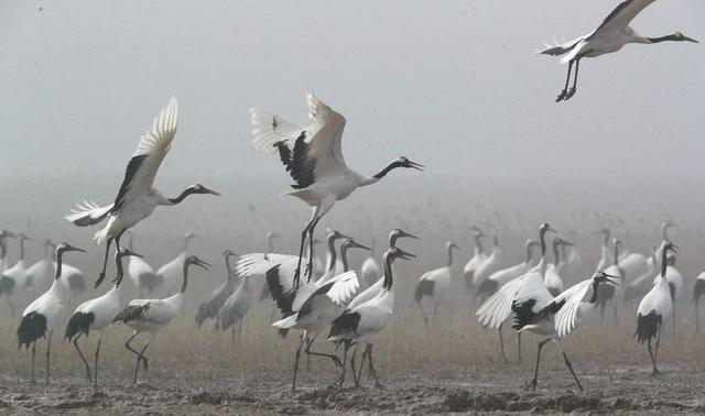 盐城市丹顶鹤自然保护区简介（探访江苏盐城丹顶鹤湿地保护区）(24)