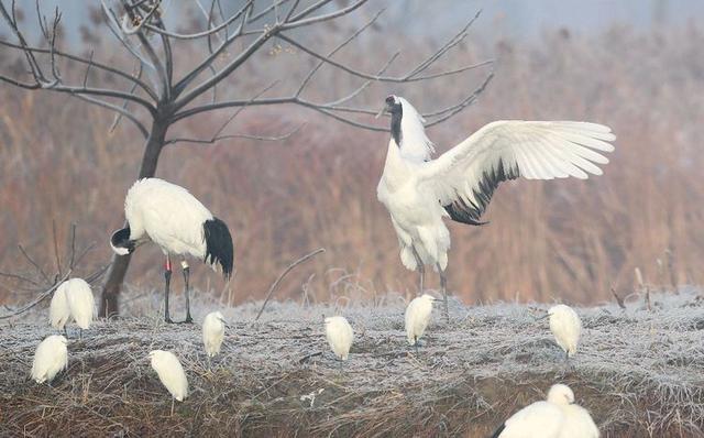 盐城市丹顶鹤自然保护区简介（探访江苏盐城丹顶鹤湿地保护区）(26)