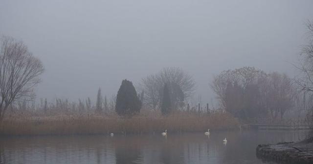 盐城市丹顶鹤自然保护区简介（探访江苏盐城丹顶鹤湿地保护区）(44)