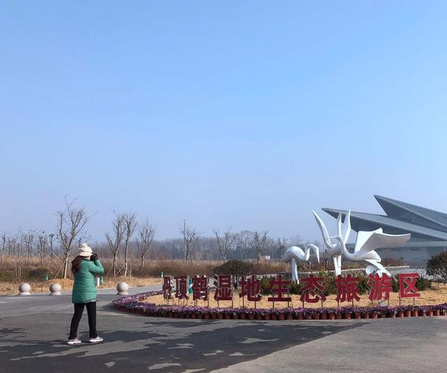 盐城市丹顶鹤自然保护区简介（探访江苏盐城丹顶鹤湿地保护区）(3)